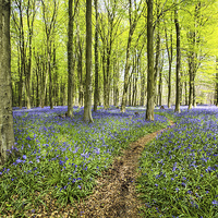 Buy canvas prints of Bluebell Wood by Robert  Radford