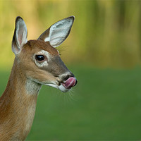 Buy canvas prints of Deer Lick by Bryan Olesen