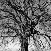 Buy canvas prints of under the old tree by mark spencer