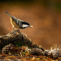 Buy canvas prints of Coal Tit Feeding Oil effect by nick coombs