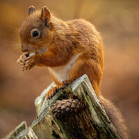 Buy canvas prints of Red Squirrel Lunching by nick coombs