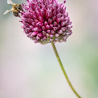 Buy canvas prints of Allium sphaerocephalon and Bee by nick coombs