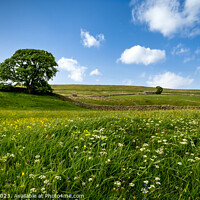 Buy canvas prints of Yorkshire Dales Meadow by nick coombs