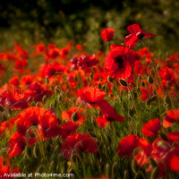 Buy canvas prints of Poppies by nick coombs