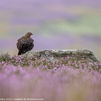 Buy canvas prints of Grouse Amidst Rain-Kissed Heather by nick coombs