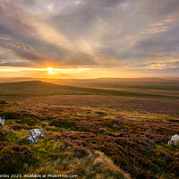 Buy canvas prints of Tan Hill Grazing by nick coombs