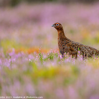 Buy canvas prints of Grouse Amidst Blossoming Heather by nick coombs