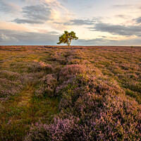 Buy canvas prints of Solitary Tree in Moondusted Yorkshire Twilight by nick coombs