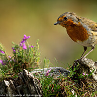 Buy canvas prints of Encountering the Enchanting Robin by nick coombs