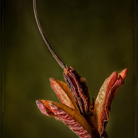 Buy canvas prints of Azalea Seed by nick coombs