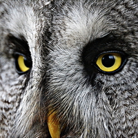Buy canvas prints of Owl Eyes by Reuben Hastings