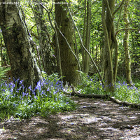 Buy canvas prints of Bluebell Woods by Beverley Middleton