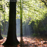 Buy canvas prints of Light in the Forest by Beverley Middleton