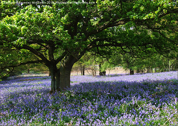 Bluebell Woods Picture Board by Beverley Middleton