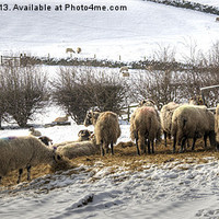 Buy canvas prints of Sheep in Winter by Beverley Middleton