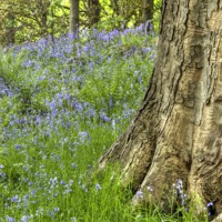 Buy canvas prints of Bluebell Woods by Beverley Middleton