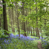 Buy canvas prints of Middleton Woods, Ilkley by Beverley Middleton