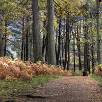 Buy canvas prints of Woodland Walk by Beverley Middleton