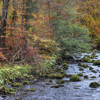 Buy canvas prints of  River Wharfe, Strid Woods by Beverley Middleton