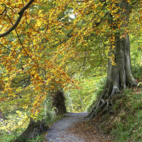 Buy canvas prints of  Autumn Woods by Beverley Middleton