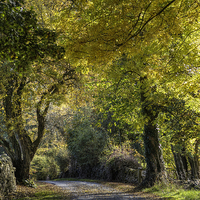 Buy canvas prints of  Autumn walk by Beverley Middleton