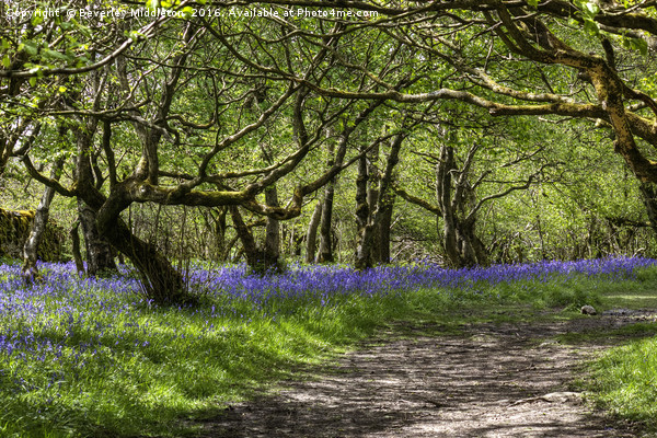 Bluebells, Oxenber Woods, Austwick  Picture Board by Beverley Middleton