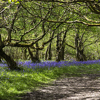 Buy canvas prints of Bluebells, Oxenber Woods, Austwick  by Beverley Middleton