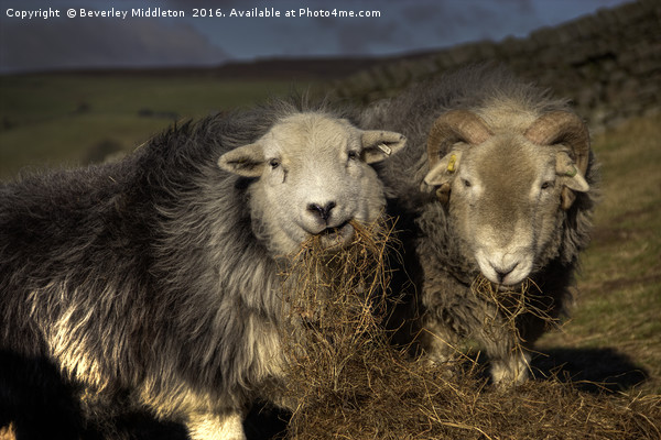 Herdwick Sheep Picture Board by Beverley Middleton