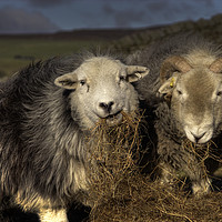 Buy canvas prints of Herdwick Sheep by Beverley Middleton