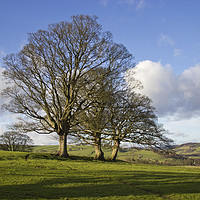 Buy canvas prints of Trees in Nidderdale by Beverley Middleton