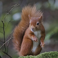 Buy canvas prints of Red squirrel on a mossy wall by Beverley Middleton