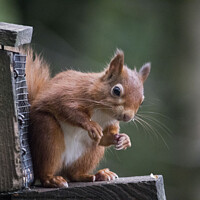 Buy canvas prints of Red squirrel feeding by Beverley Middleton