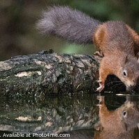 Buy canvas prints of A red squirrel looking at refection by Beverley Middleton