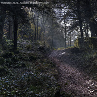 Buy canvas prints of Woodland path by Beverley Middleton