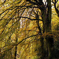 Buy canvas prints of Autumn Trees by Beverley Middleton