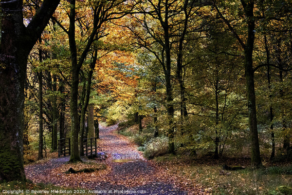Autumn woods Picture Board by Beverley Middleton