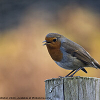 Buy canvas prints of Robin singing by Beverley Middleton