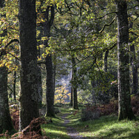 Buy canvas prints of Autumn woods by Beverley Middleton