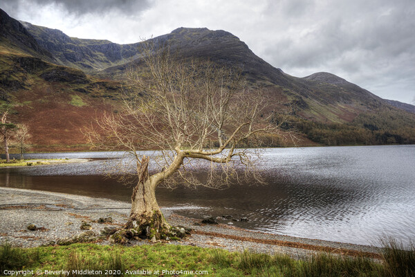 Buttermere lone tree Picture Board by Beverley Middleton