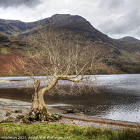 Buy canvas prints of Buttermere lone tree by Beverley Middleton