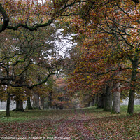 Buy canvas prints of Levens oak tree lined avenue by Beverley Middleton