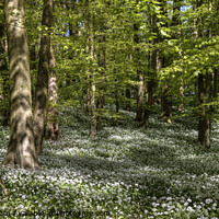 Buy canvas prints of Wild garlic in the woods by Beverley Middleton