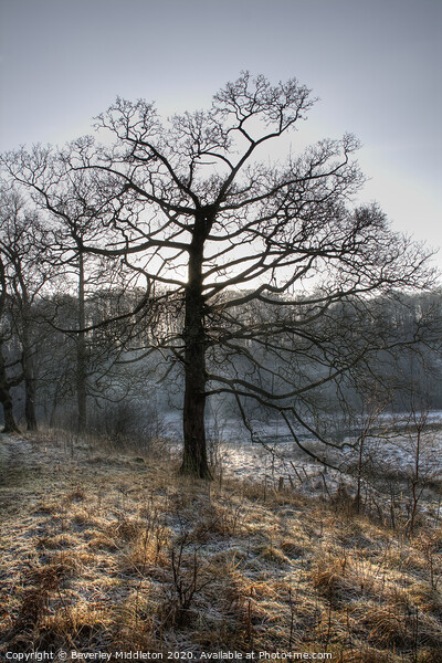 Frosty Morning Tree Picture Board by Beverley Middleton