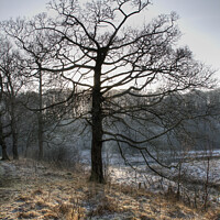 Buy canvas prints of Frosty Morning Tree by Beverley Middleton