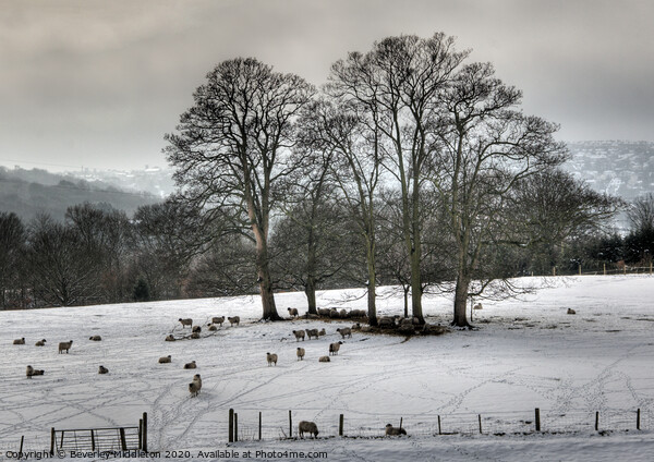 Winter in Wharfedale Picture Board by Beverley Middleton
