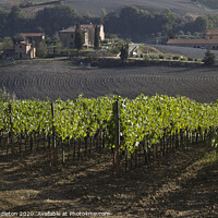 Buy canvas prints of Tuscan vineyard near Montepulchiano by Beverley Middleton