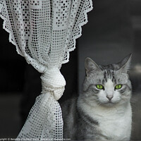 Buy canvas prints of Cat in the window by Beverley Middleton