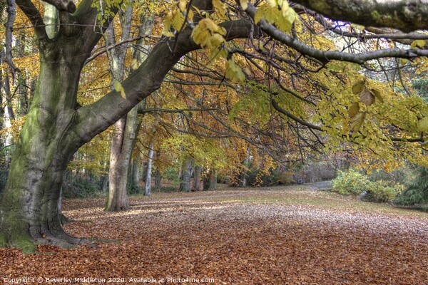Autumn woodland The Hollies Picture Board by Beverley Middleton