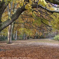 Buy canvas prints of Autumn woodland The Hollies by Beverley Middleton