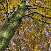 Buy canvas prints of Beech in Autumn by Beverley Middleton